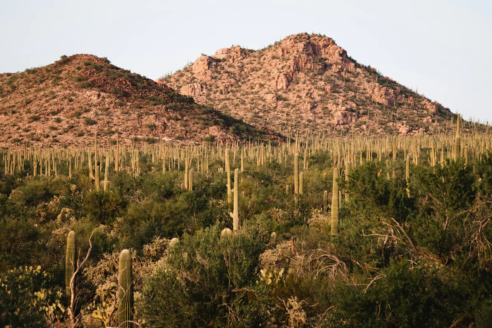 Saguaro cactus and desert scrub below two rocky hills in late sun